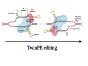Phát triển hệ thống chỉnh sửa gene Prime editing hiệu suất cao 